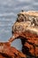 Birds  on the rocks of the Ballestas Islands in the Paracas National park