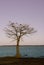 Birds roosting in tree by lake