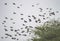 Birds Rosy Starling and Asian Pied Starling Flock in the Sky