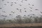 Birds Rosy Starling and Asian Pied Starling Flock in the Sky