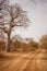 Birds running away on sandy road. Wild life in Safari. Baobab and bush jungles in Senegal, Africa. Bandia Reserve. Hot, dry
