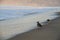 Birds at Santa Monica beach California