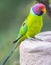 birds of sattal and Uttarakhand