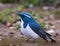 birds of sattal and Uttarakhand