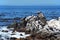 Birds on the savage beach and rocks in betty\'s bay - Hermanus