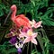 Birds Scarlet Ibis in the thickets with palm leaves and exotic flowers.