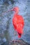 Birds of the scarlet ibis in the wild.