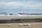 Birds scatter as an aircraft takes off from London Gatwick Airport, with sheep grazing on land where a second runway is proposed