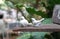 Birds sculpture on the timber plank