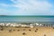 Birds on a sea beach on a spring day