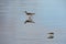 Birds at the sea in Georgetown, Guyana