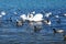 Birds in the sea. Swans in sea water