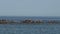 Birds on sea waves water surface on green stony rocks beach in Japan Sea.