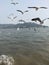 Birds in the sea wonderful images imaging  thought in nature