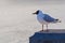 Birds seagull sitting on a stone