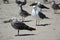 Birds - Seagulls Congregate on California Beach