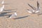 Birds seagulls eat bread on the sandy dune beach.