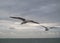 Birds (Seagulls) Flying