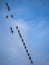 Birds seating on the rope of a mast