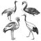 Birds set. Crane, Japanese crane, Crowned crane, Black Swan. Black and white graphics.