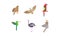 Birds set, eagle, falcon, hummingbird, ostrich, parrot, quezal bird, colorful polygonal low poly geometric design