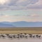 Birds in the shallow water of the Great Salt Lake
