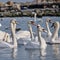 Birds, shipwrecks, seafront, harbor view