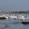 Birds, shipwrecks, seafront, harbor view