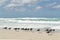 Birds on the shore of the Atlantic ocean. Varadero, Cuba