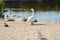 Birds on the shore of the pond. Ducks, geese and swan.