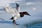 Birds Shorebirds Winter Canvasback Duck Wings Open