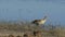 Birds on shoreline