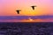 Birds Silhouettes Flying