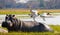 Birds are sitting on the back of a hippopotamus. Botswana. Okavango Delta.