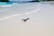 Birds sitting on beautiful Galapagos Islands beach