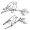 Birds sitting on a branch. Vector sketch illustration.