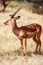 Birds sitting on impala antelope walking the grass landscape, Africa