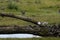 Birds sitting on a log in the green wetlands