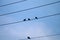 Birds Sitting on Powerlines