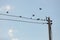 Birds sitting on small power line