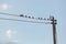 Birds sitting on small power line