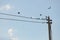 Birds sitting on small power line