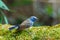 Birds,Slaty-blue Flycatcher Ficedula tricolor Male ,Birds in Thailand, Doi Sun Juh, Chiang Mai.