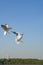 Birds snatching food in sky