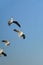 Birds snatching food in sky