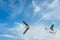 Birds snatching food in sky