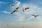 Birds snatching food in sky