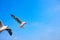 Birds snatching food in sky, background