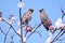 Birds on snow branches