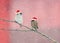 Birds sparrows in festive red Santa hats sitting on a branch under the snow in the Christmas garden